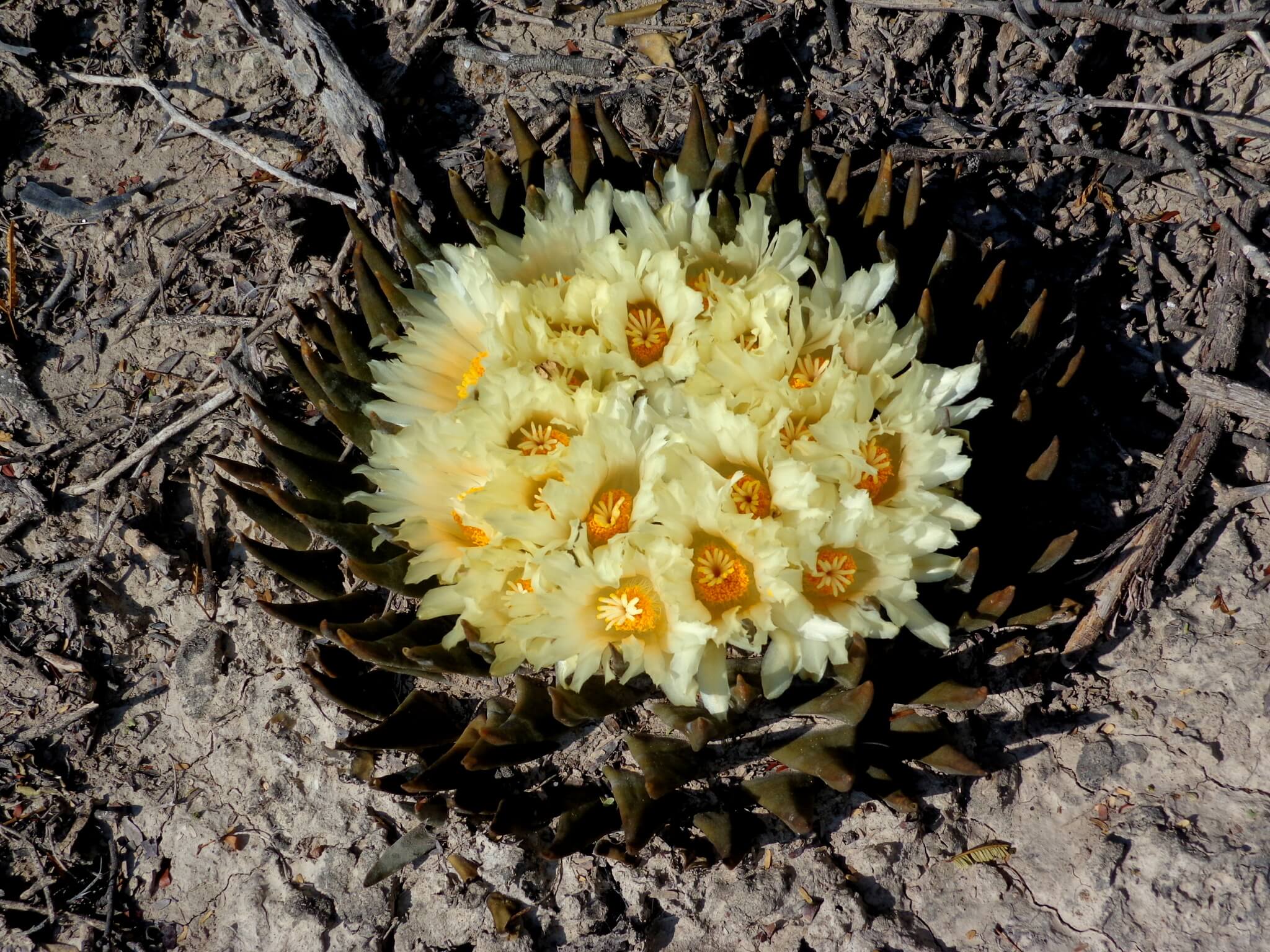 Ariocarpus trigonus